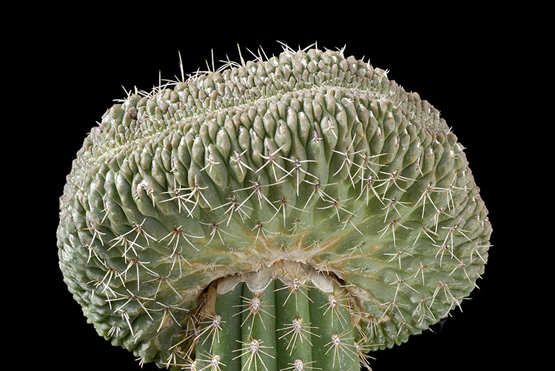 Gymnocalycium gibbosum f. cristata D. 14 17300.jpg